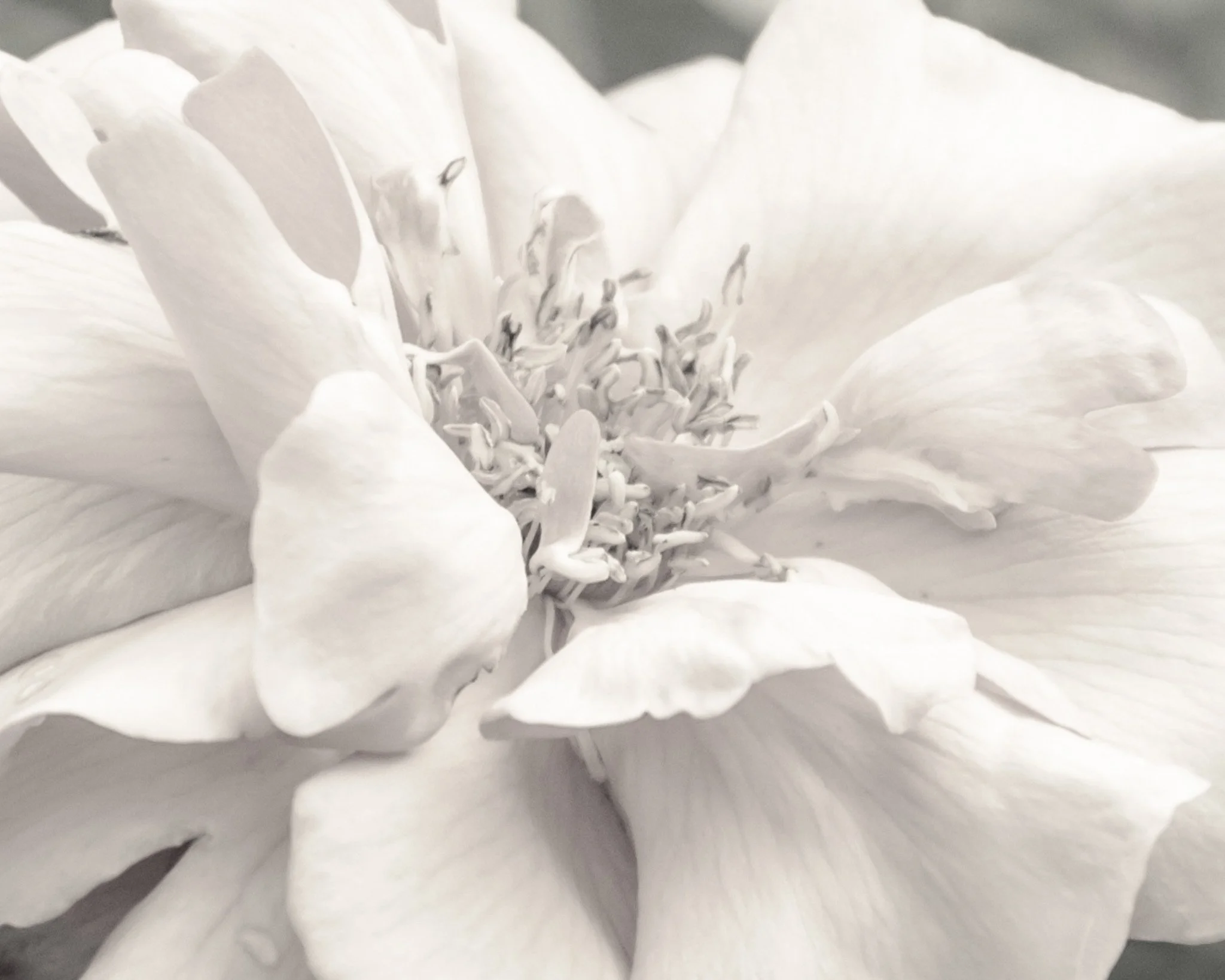 bloom-11.jpg