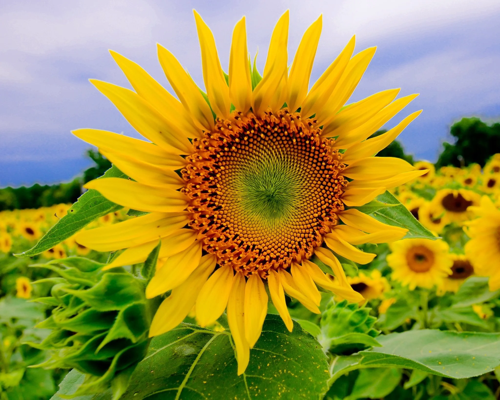 SUNFLOWER-10.jpg