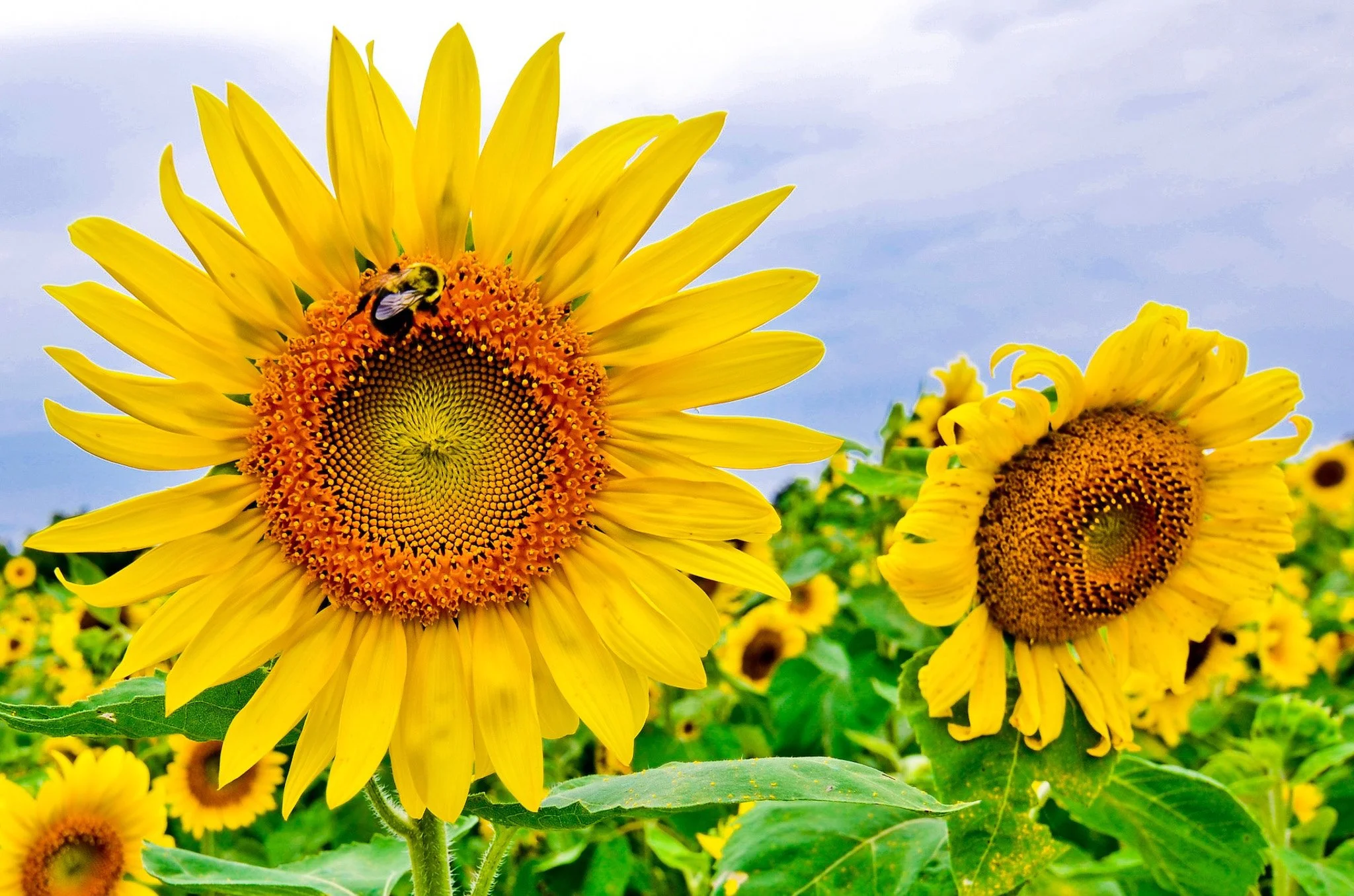 SUNFLOWER-07.jpg