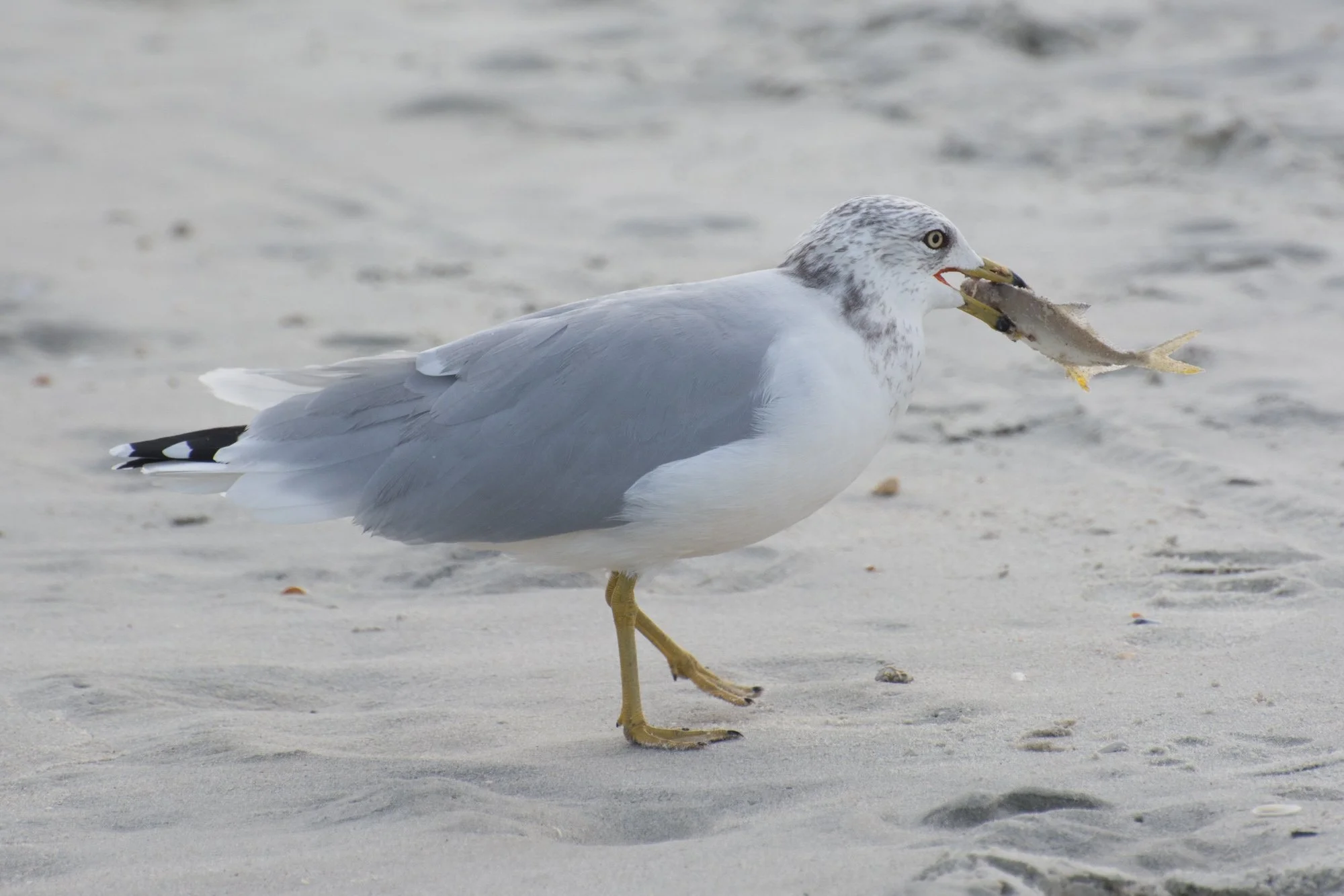 Fish for Dinner.jpg