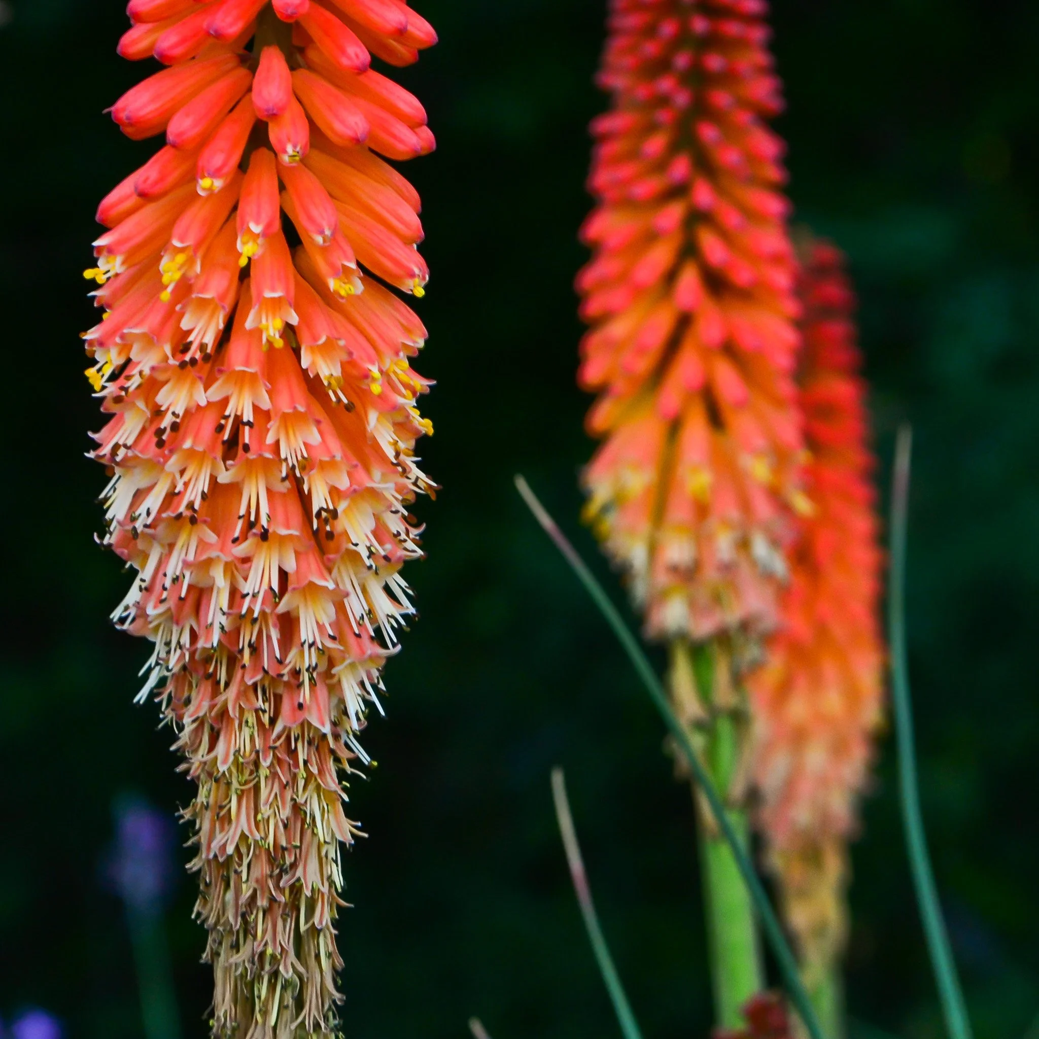 bloom-28.jpg