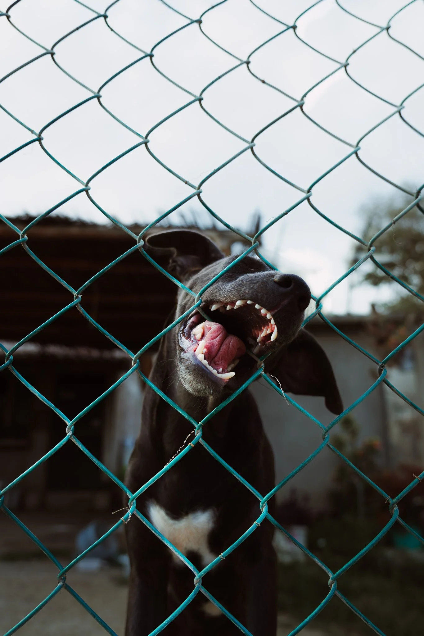 Your inner Dog