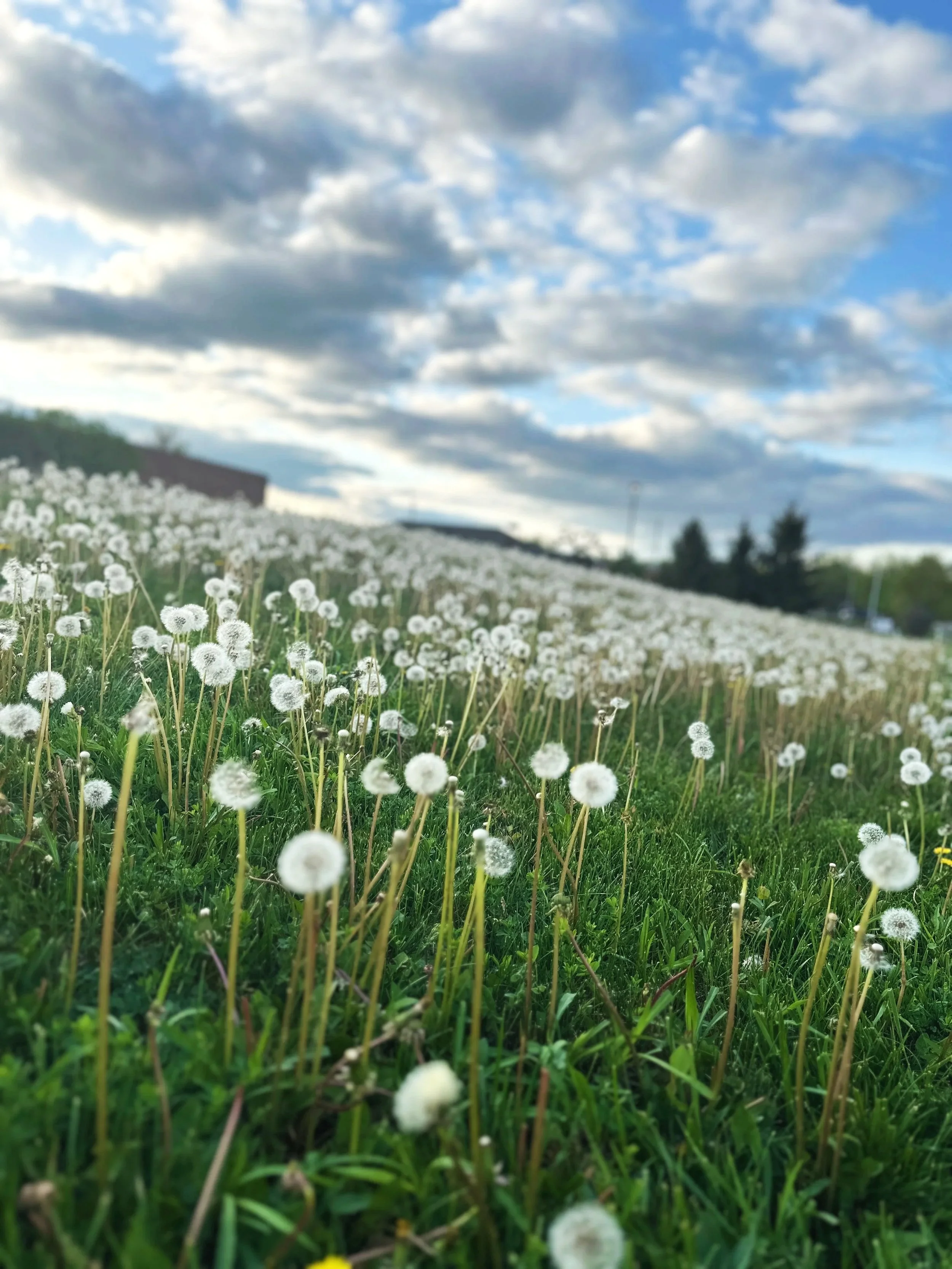 A field of dandelions with white seed heads under a partly cloudy sky.