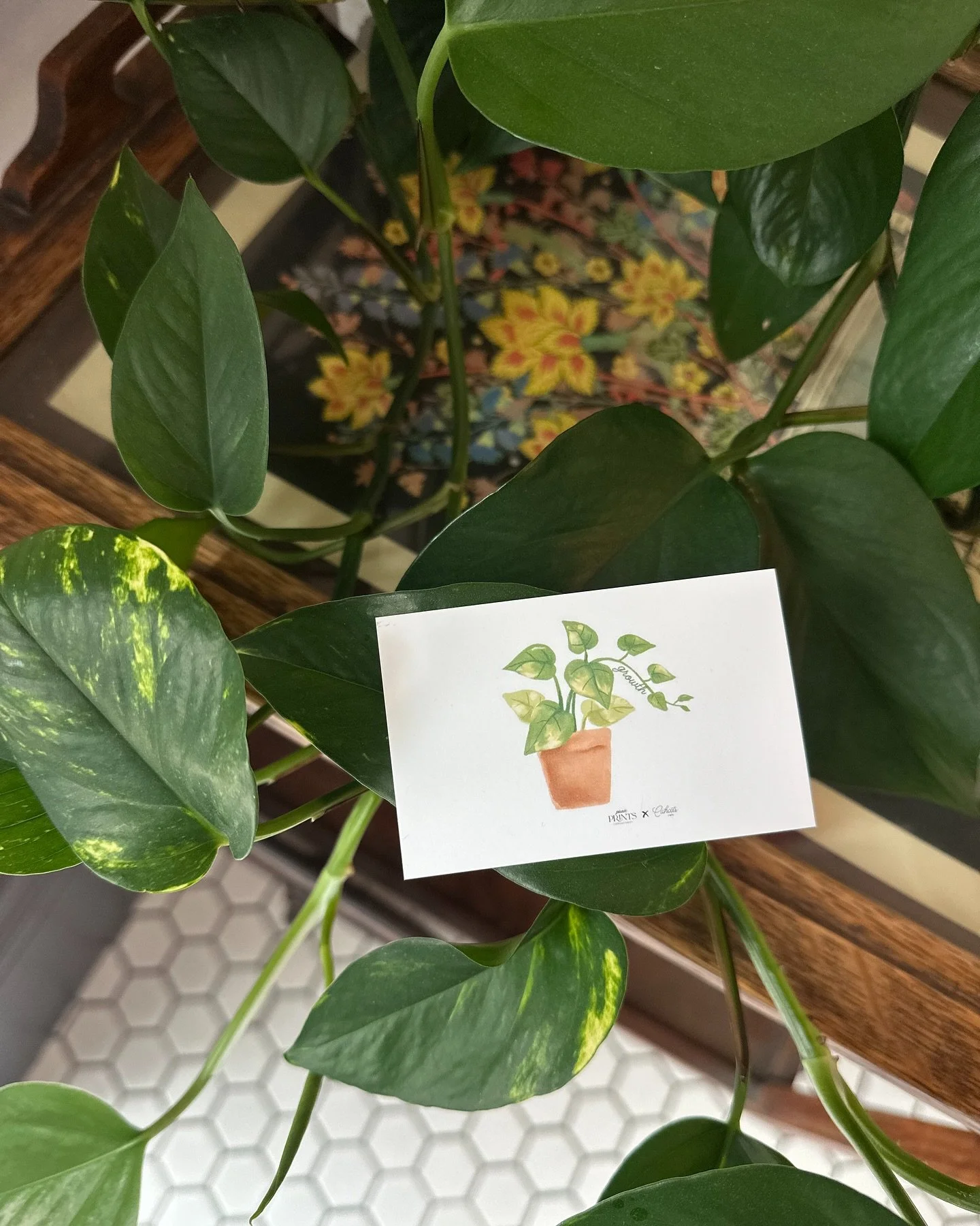 @cahootscafe minis showing off today 🤩 🍃