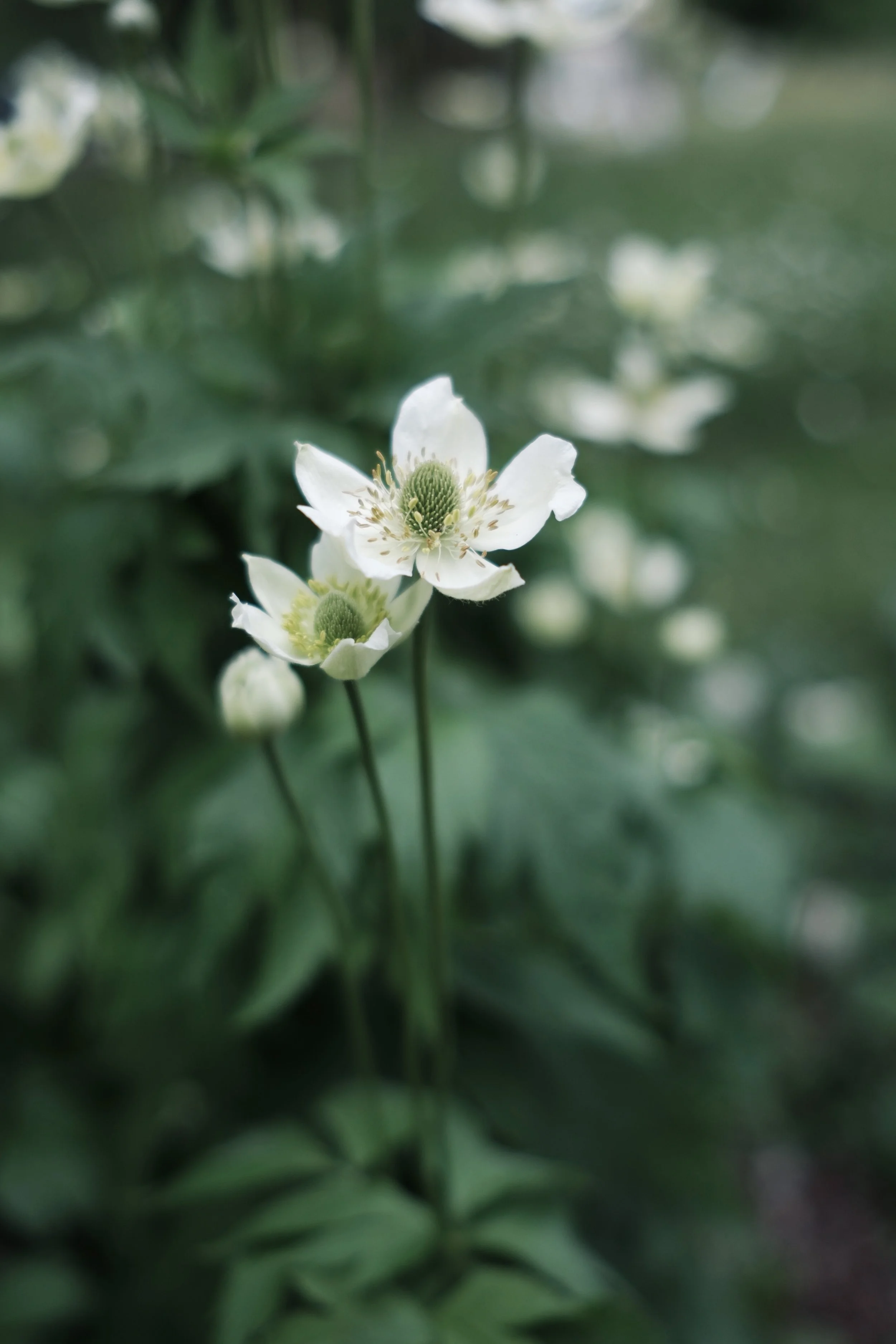 Nahaufnahme einer weißen Blume mit grünem Zentrum, umgeben von weiteren Blüten und grünen Blättern, unscharfer Hintergrund