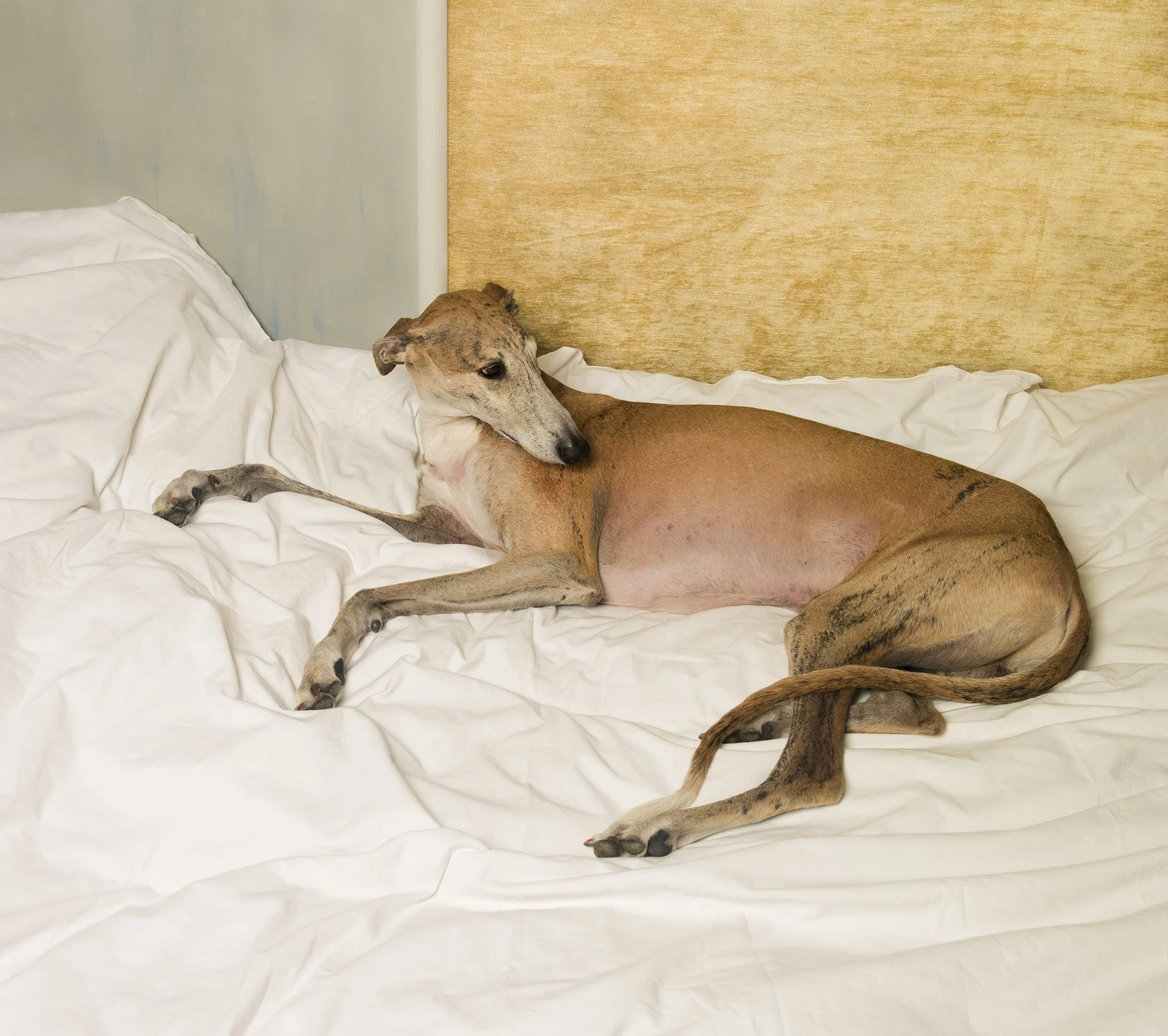 Canis Lupus Familiaris