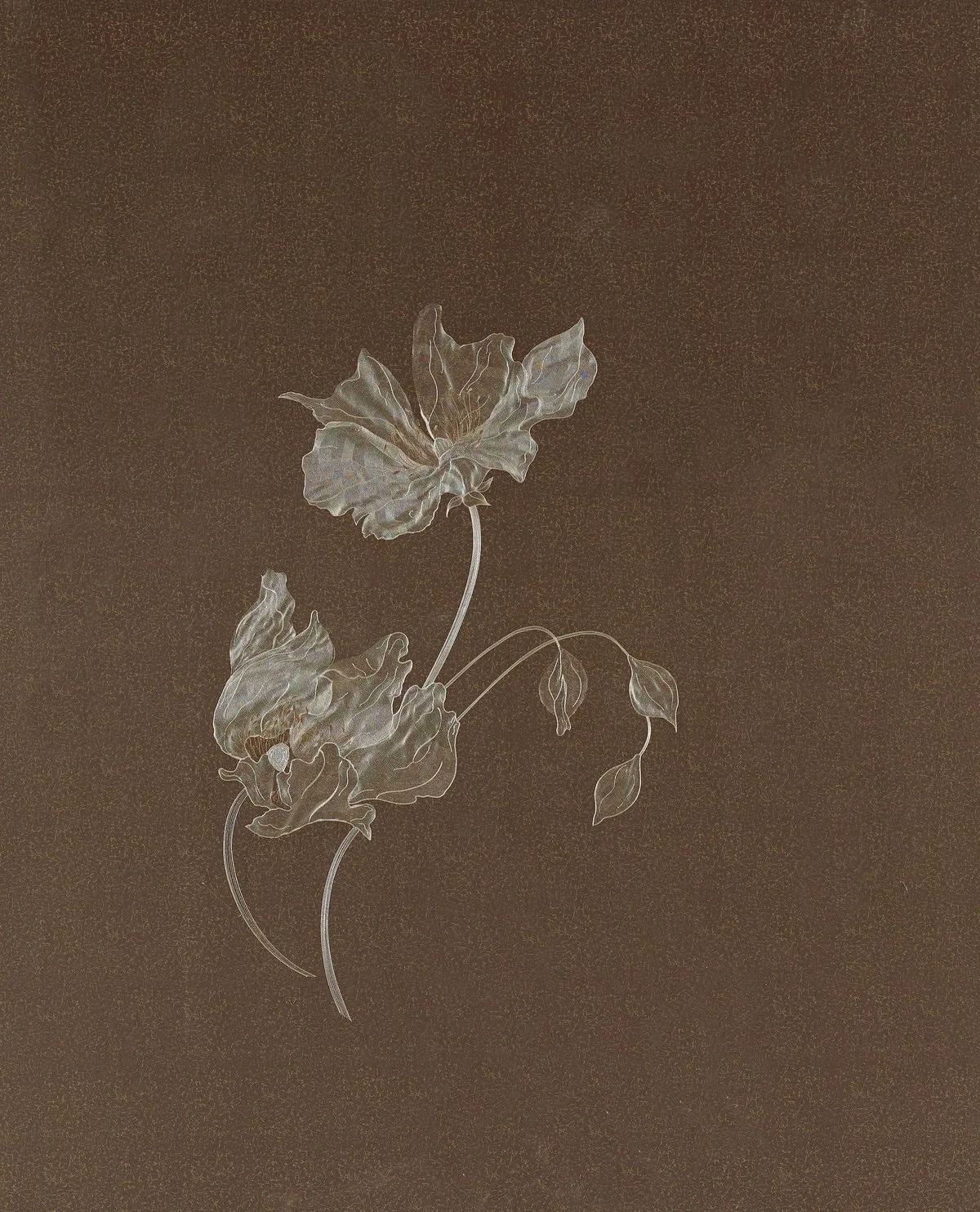 This weeks musings 🕊️ delicate details