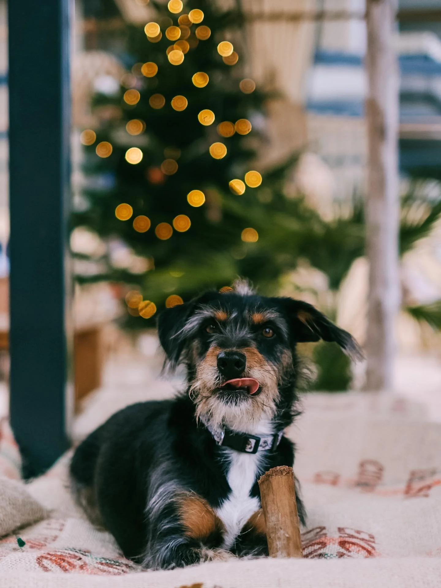 Meet Sagres, our third team member 🐶🧀

He doesn&rsquo;t make the fondue, but he&rsquo;s in charge of smiles, tail wags, and welcoming four-legged guests.
We&rsquo;re proud to be a dog-friendly outdoor fondue restaurant, because good food is even be