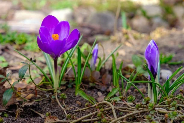 Signs of Spring, New Energy &amp; What’s Coming Next
