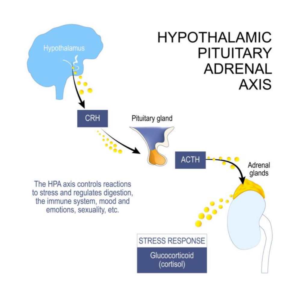 Diagram of the hypothalamic-pituitary-adrenal (HPA) axis showing the hypothalamus releasing CRH, which stimulates the pituitary to release ACTH, leading to adrenal glands releasing cortisol, the stress hormone.