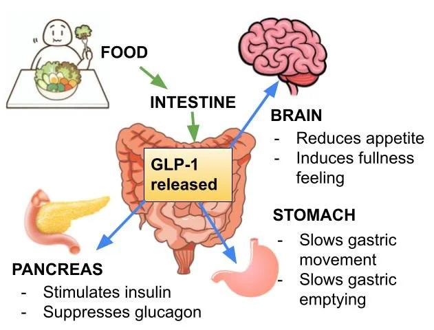 Diagram showing the digestion process with food intake leading to the release of GLP-1 hormone in the intestine, affecting the brain, pancreas, and stomach, illustrating effects like reducing appetite, increasing fullness, stimulating insulin, suppressing glucagon, and slowing gastric movements.