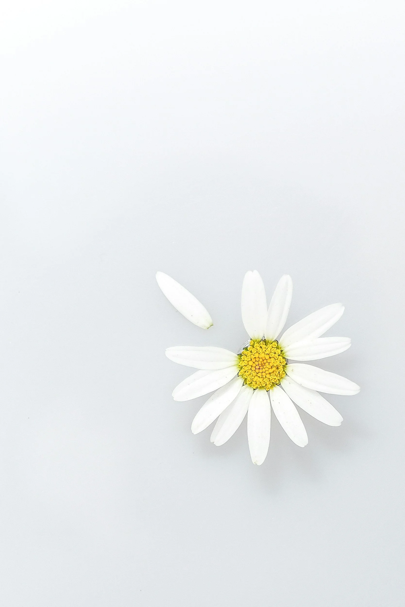 Single white daisy with yellow center and a petal lying next to it on a plain white background.