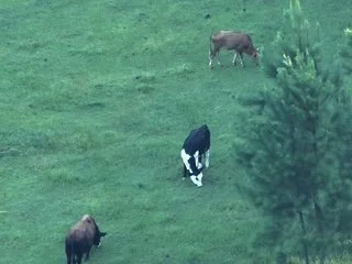 Three cows grazing on a grassy field with trees.