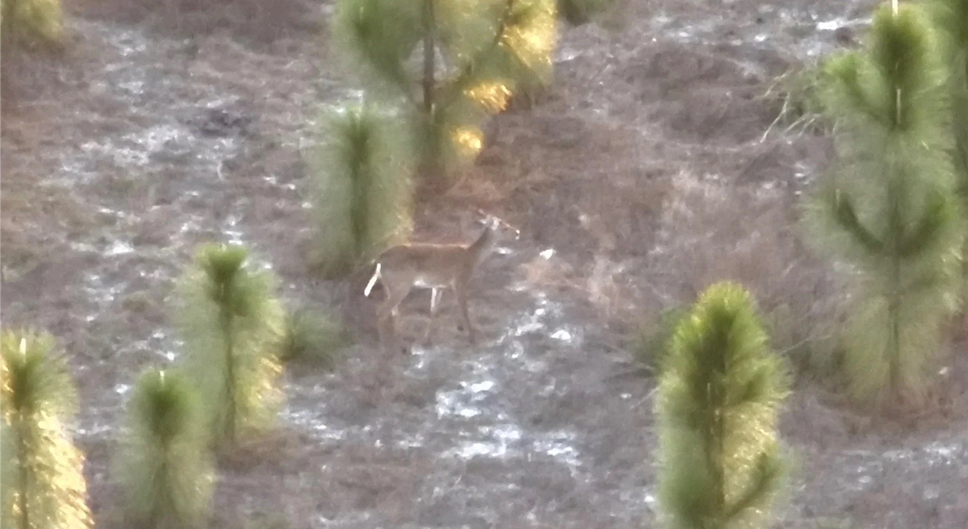 A small deer standing on dry, uneven ground surrounded by green, fuzzy plants.