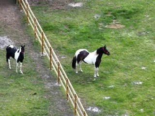Two black and white ponies in a grassy field separated by a wooden fence.