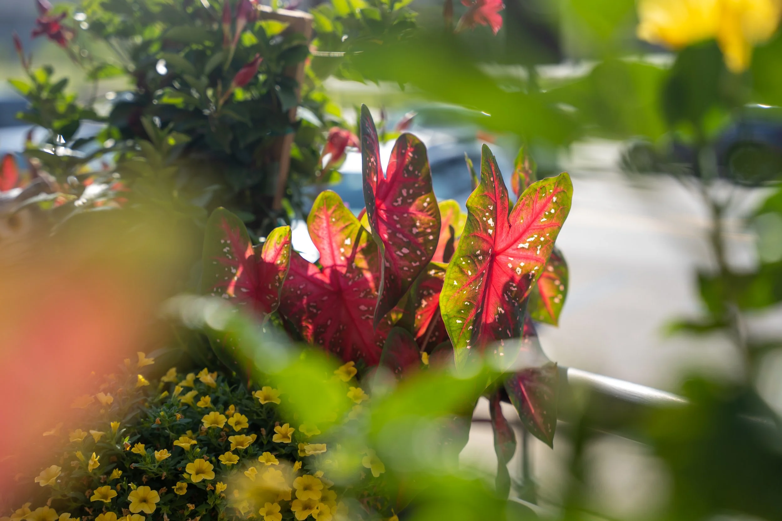 Close-up of colorful croton plant with red, green, and yellow leaves, surrounded by other greenery and yellow flowers in a garden.
