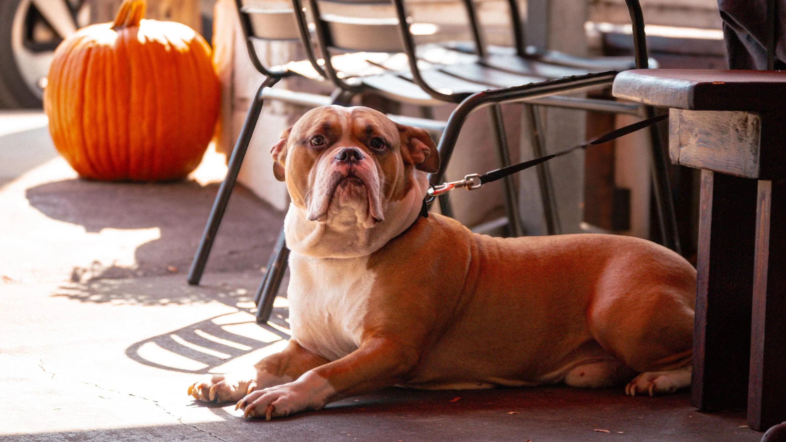 A brown and white bulldog lying on the ground outside, attached to a leash, with a carved pumpkin in the background on a patio or sidewalk area.