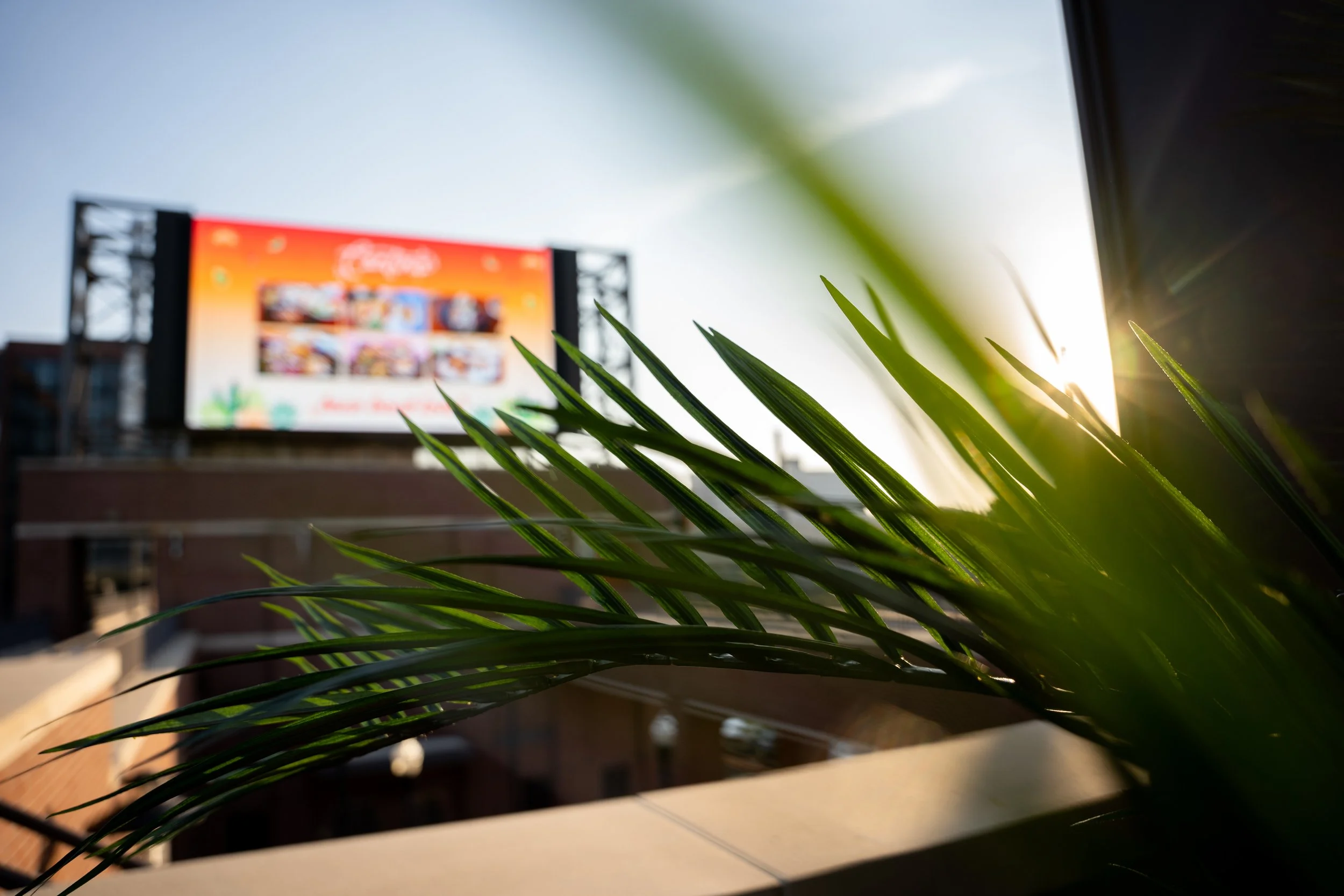 Close-up of green palm leaves with sunlight in the background, blurred billboard visible in the distance at sunset.