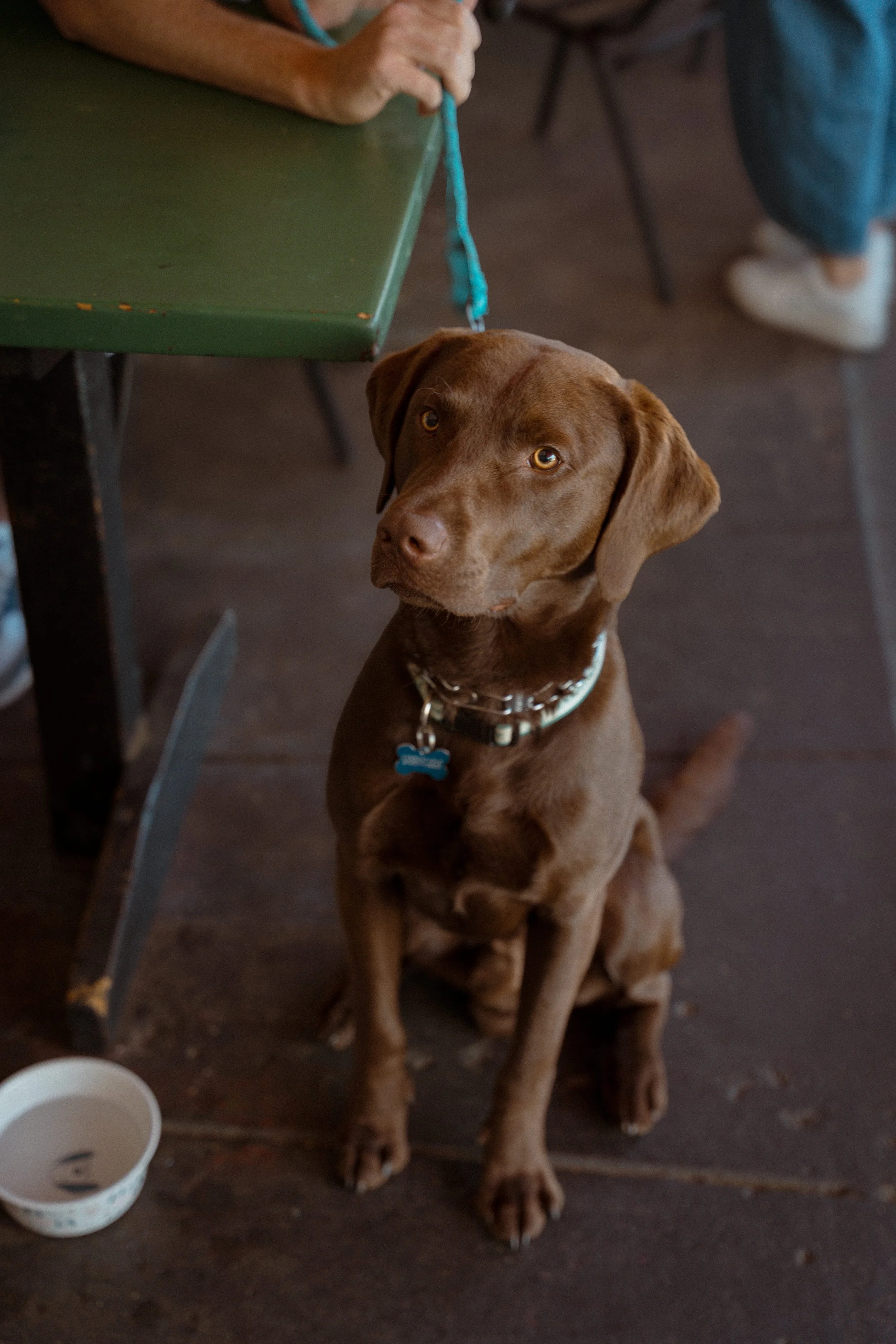 A brown dog with amber eyes sitting on a wooden floor looking up at the camera. The dog is wearing a collar with a blue bone-shaped tag. A person is holding a blue leash attached to the dog, standing beside a green table. There is a small white bowl 