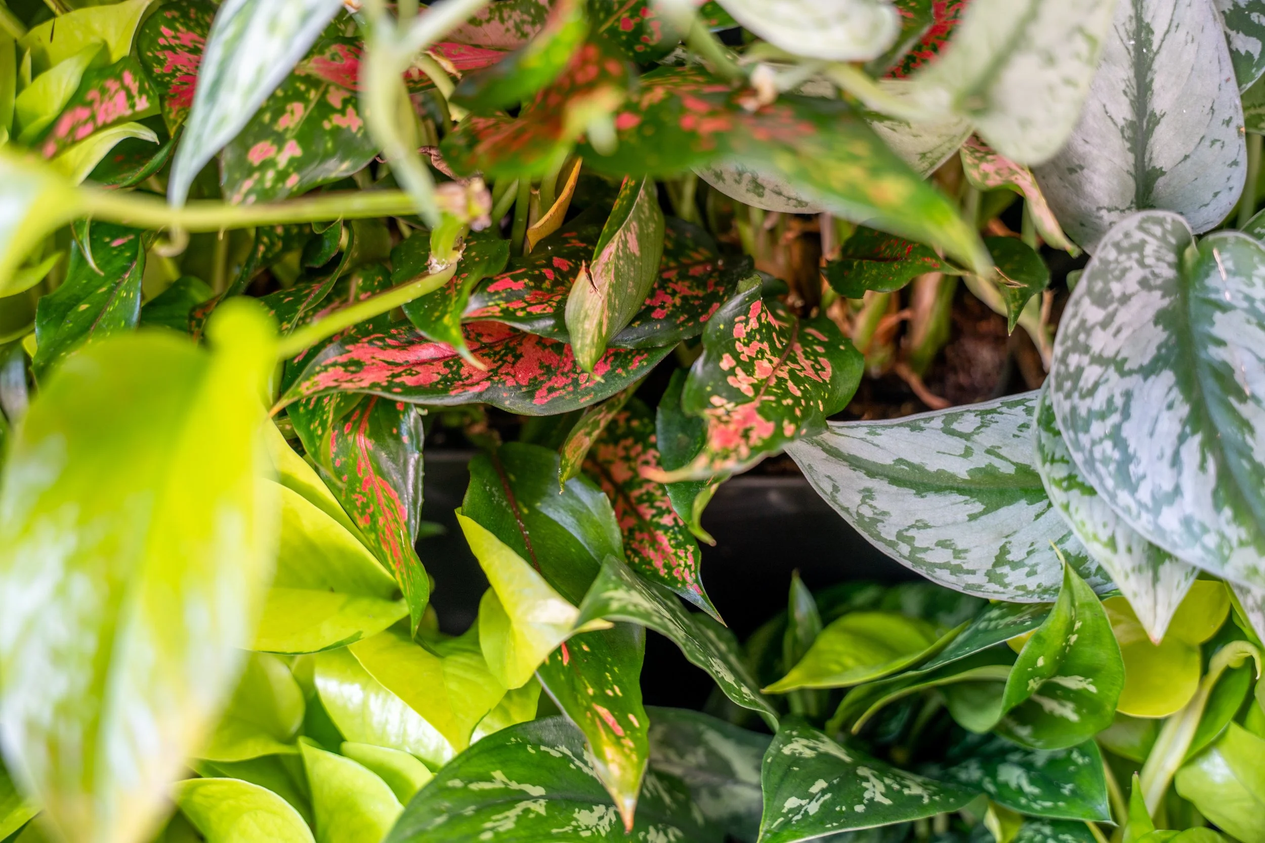 Close-up view of various colorful and variegated houseplant leaves, including green, pink, white, and mottled foliage.