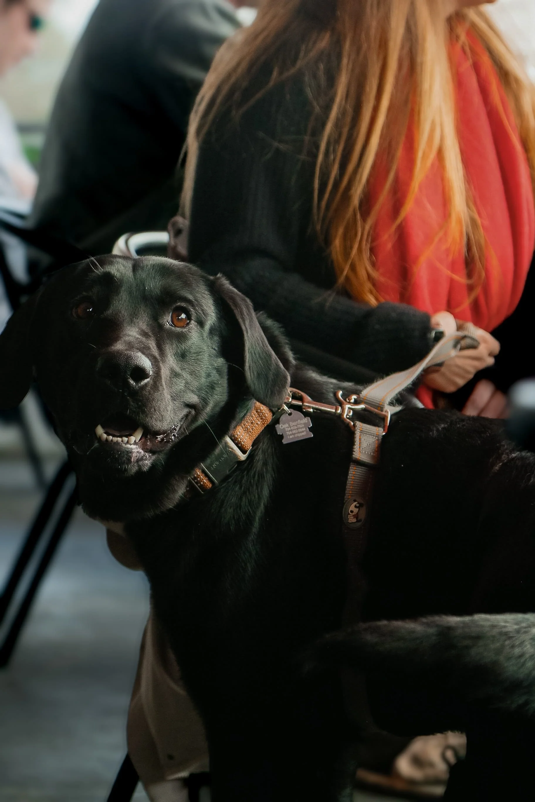 A black Labrador retriever wearing a harness sitting next to a person with long red hair and a red scarf inside a room with other people.