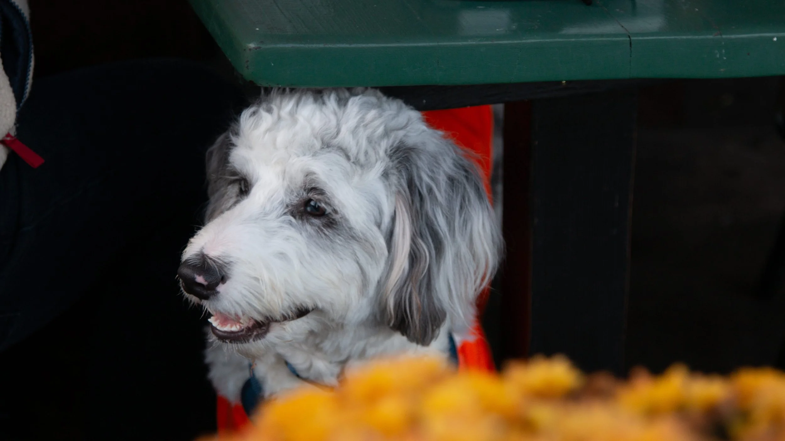 A close-up of a dog with white and gray curly fur sitting under a green table, with its mouth slightly open showing a pink tongue and wearing a blue collar.