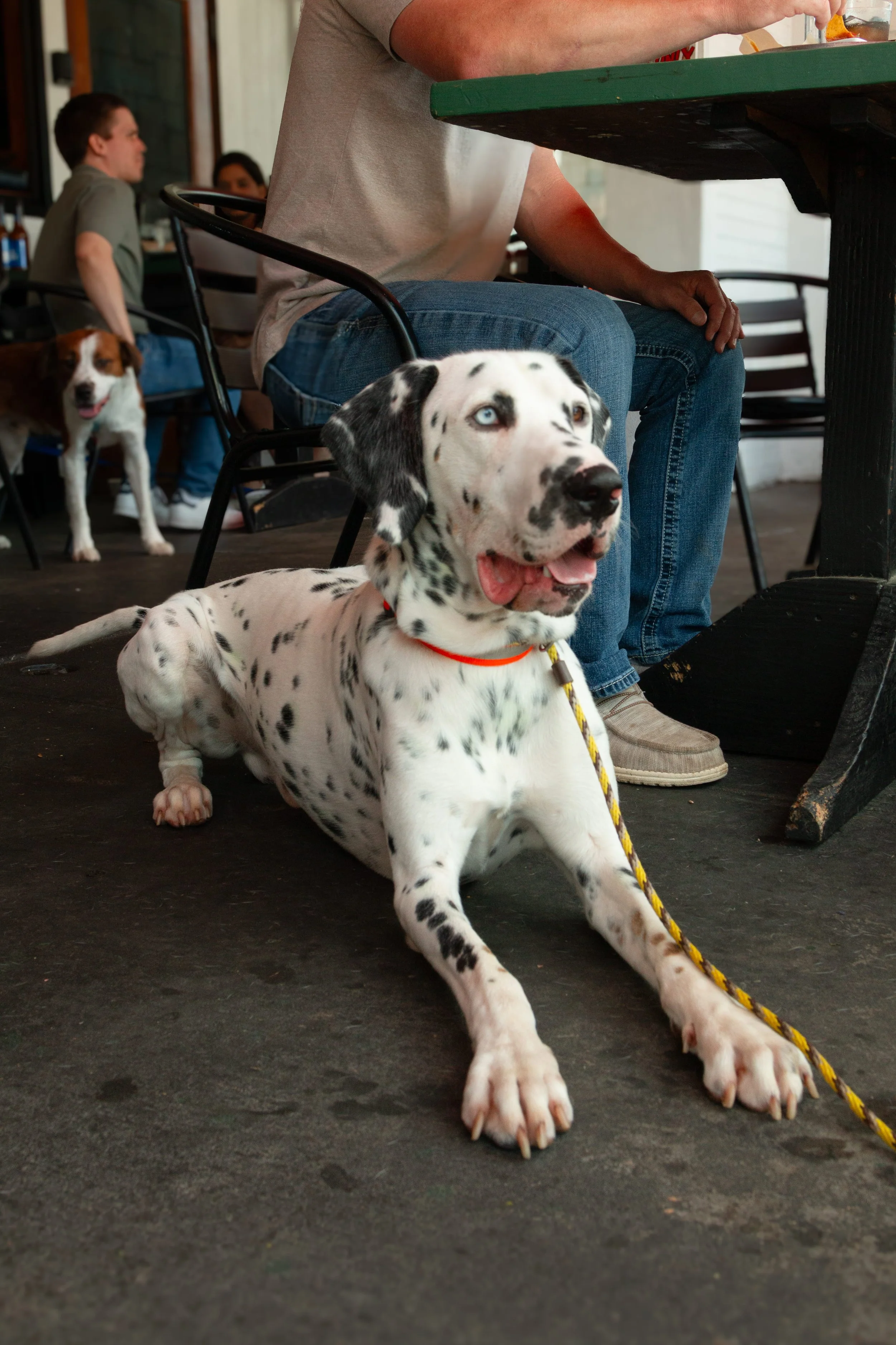 A Dalmatian puppy with blue eyes lying on the floor of a cafe, with a person sitting behind wearing jeans and a light shirt, and another dog in the background.