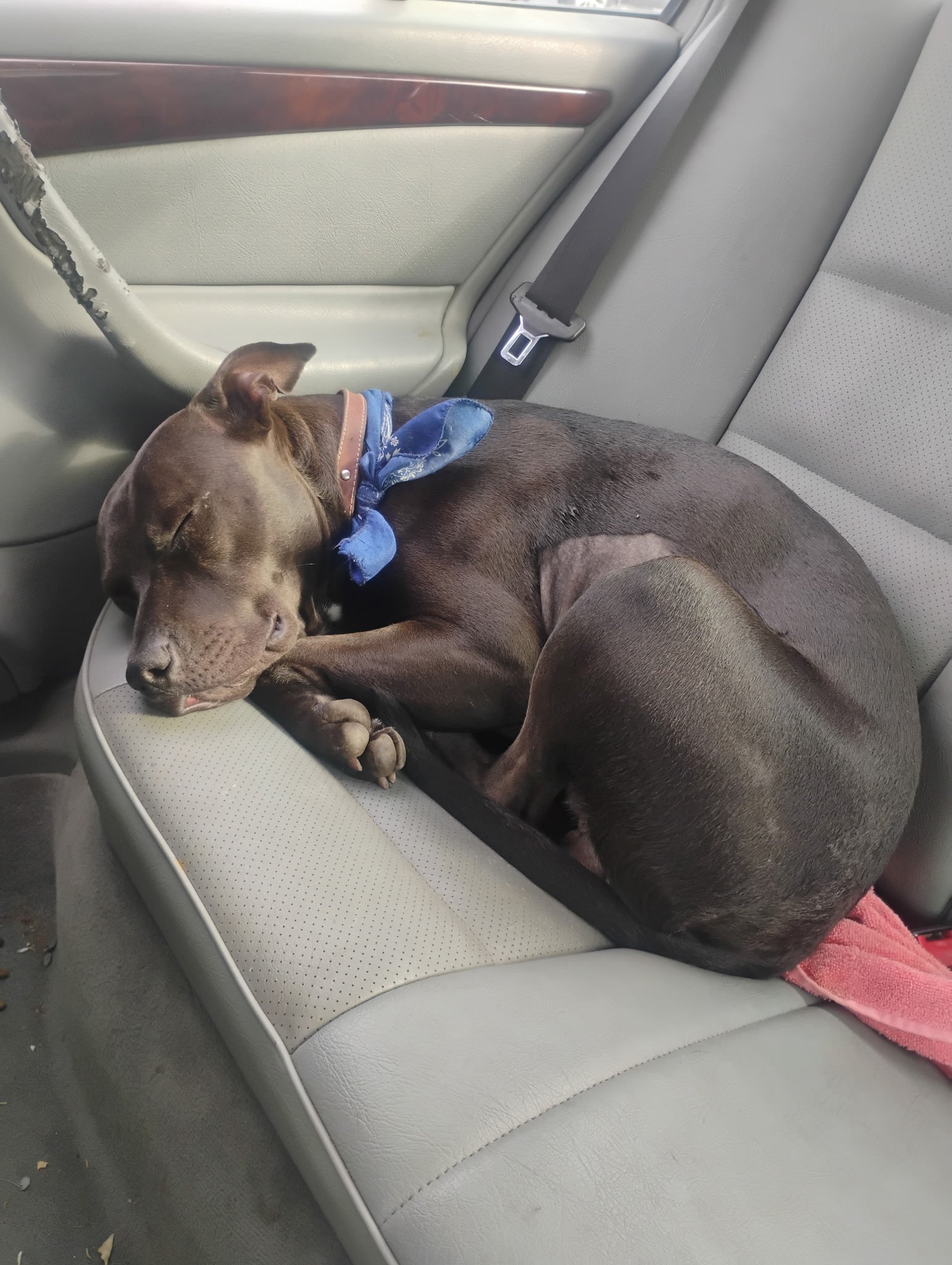 Foreign Bodies in Pets: Signs, Emergencies, and What To Do