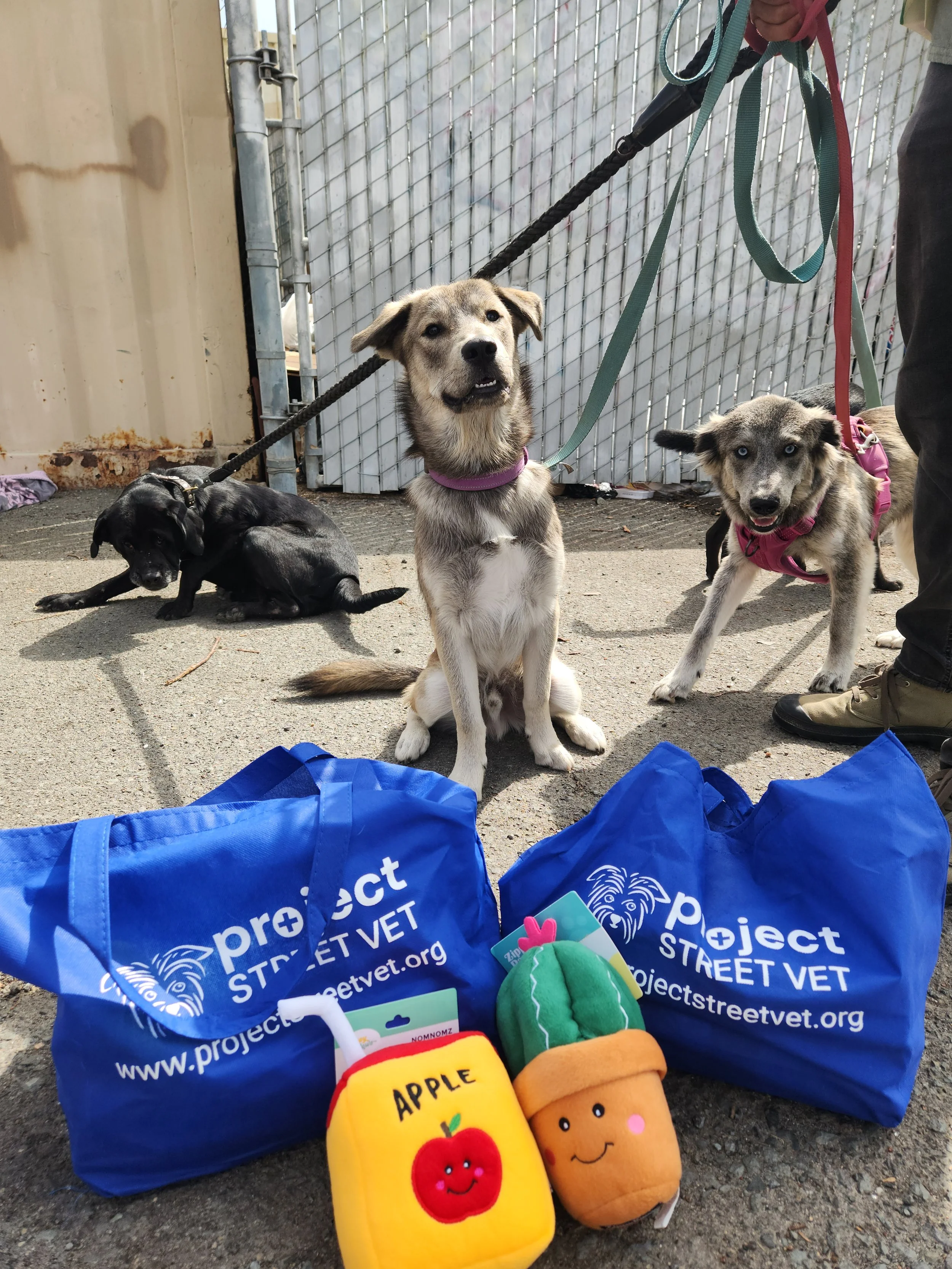 Parvo in Dogs: Signs, Treatment, and Prevention Every Owner Should Know