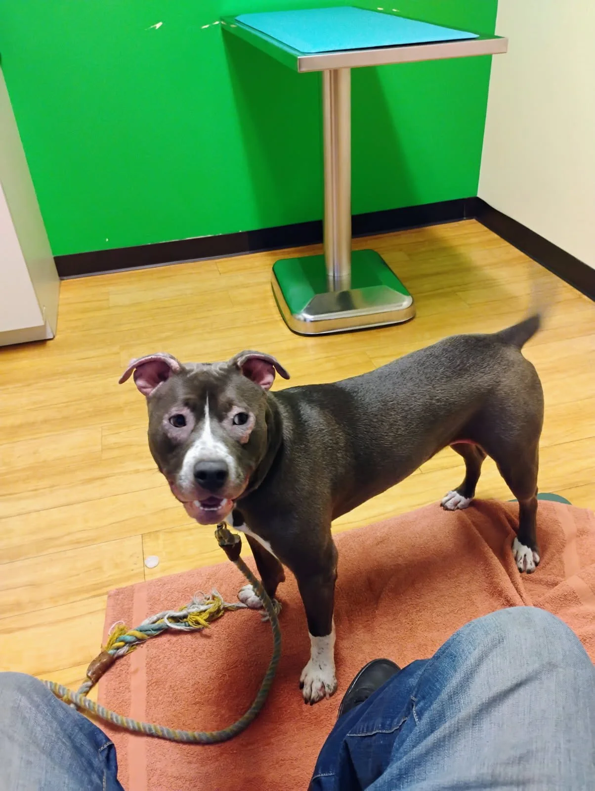 Skin Conditions in Pets
