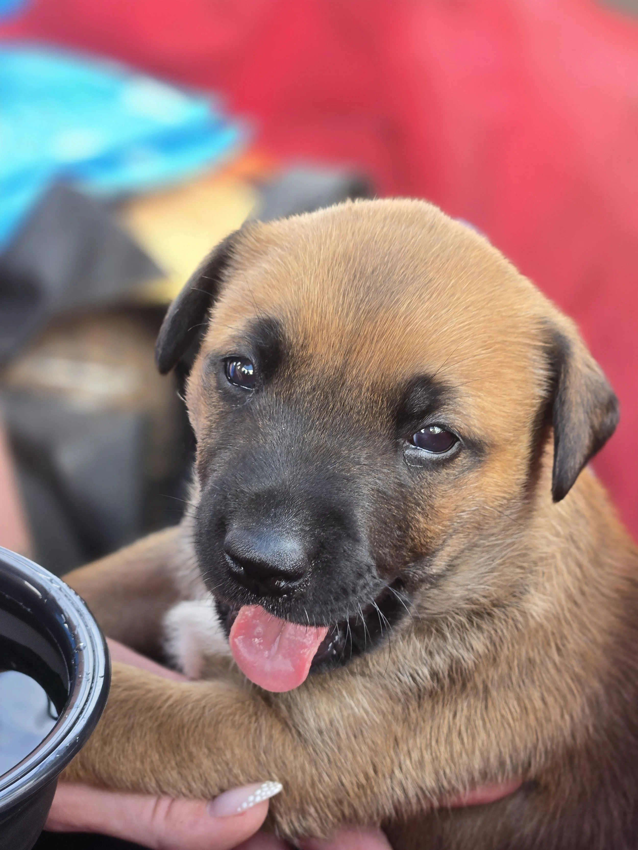 The Importance of Spaying and Castrating (Neutering) Pets