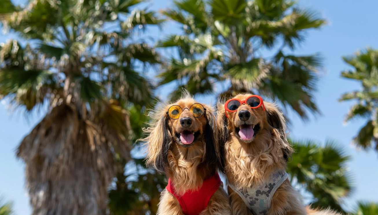 Pet Sun Safety for Hot Summers