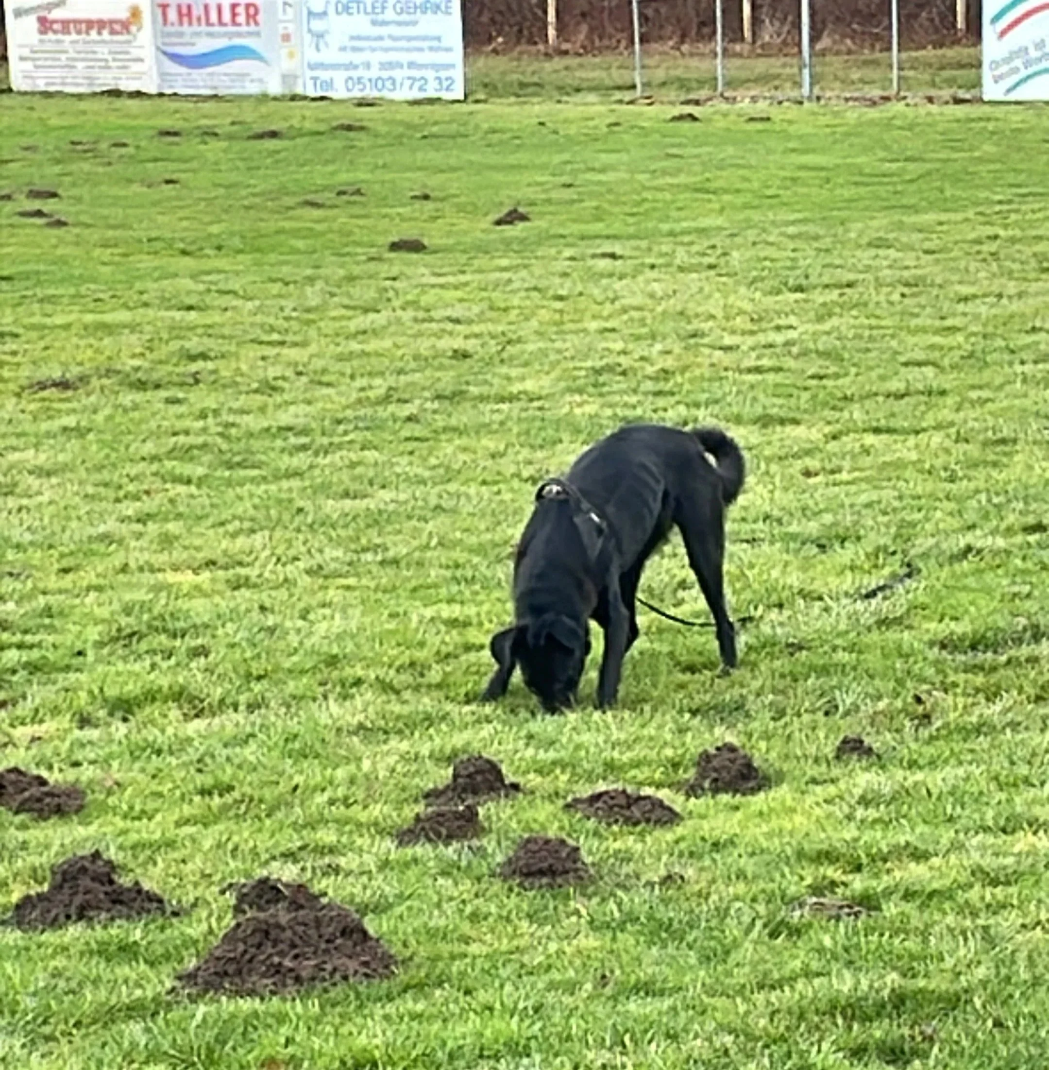 Waldsportplatz wird Hundefreilauf