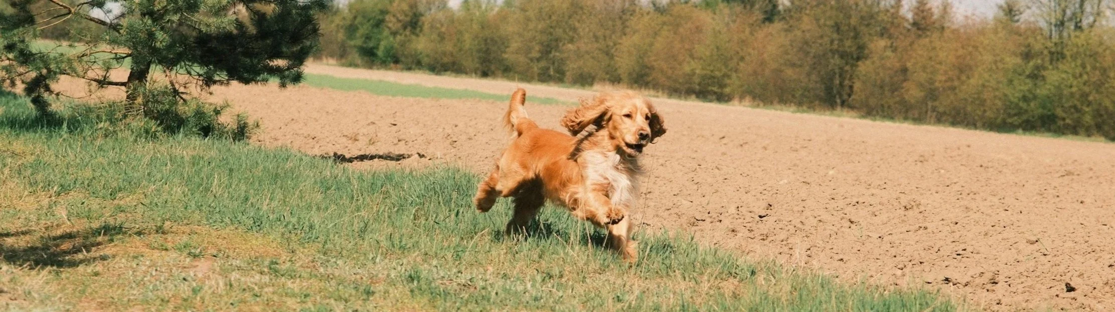 Hundefreilauf Wennigsen