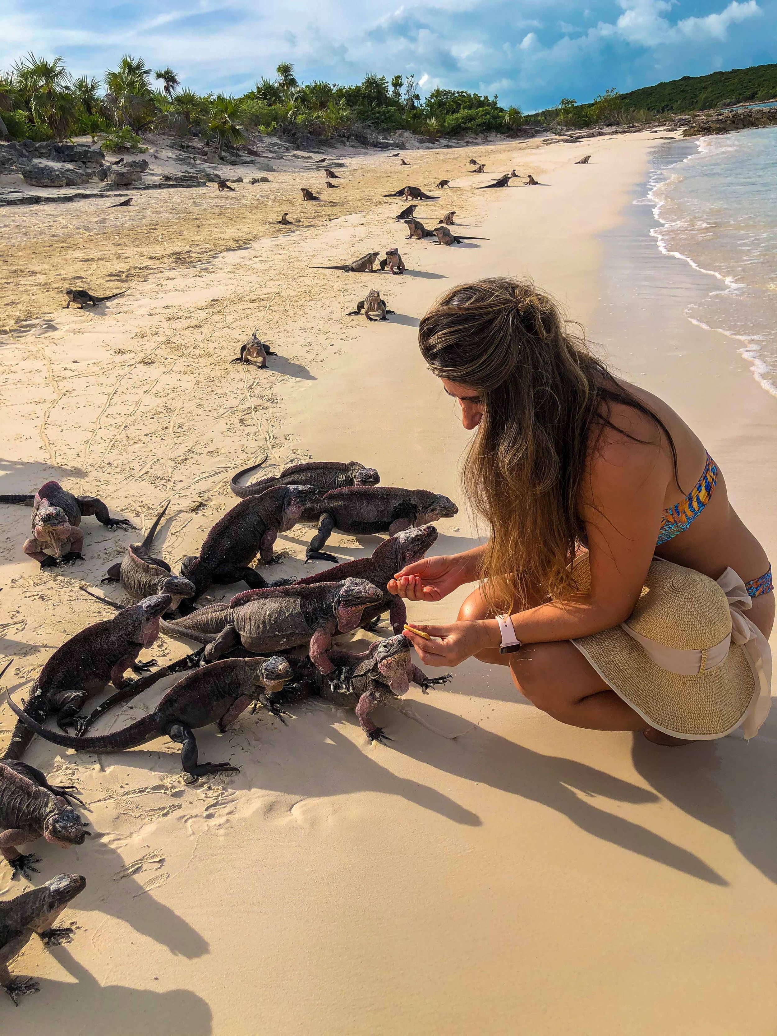 A woman crouches on a sandy beach feeding several large black iguanas. More iguanas are scattered along the beach, some near the water and others closer to the woman.