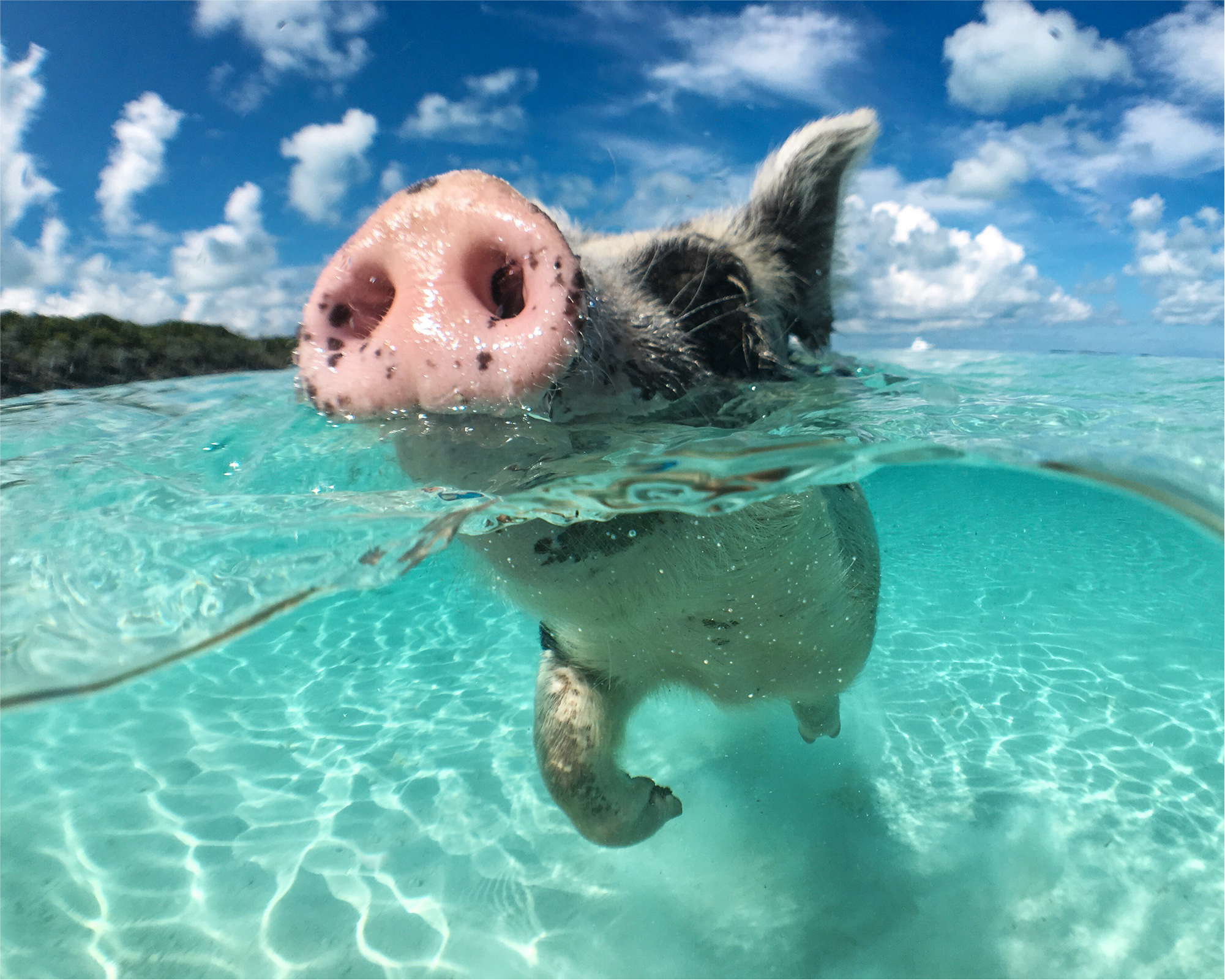 A pig swimming in clear turquoise water with a partly cloudy sky in the background.
