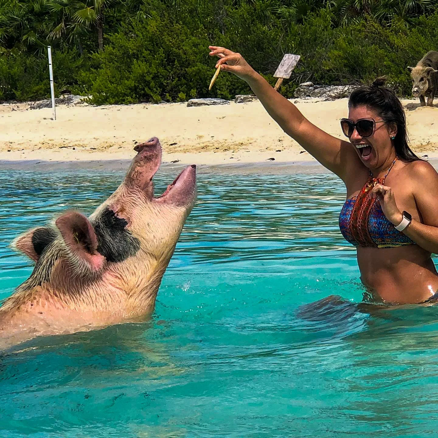 A woman in sunglasses and a colorful bikini top is in the water at the beach, feeding a pig that is swimming towards her with its mouth open, in a tropical setting with trees and sand in the background.