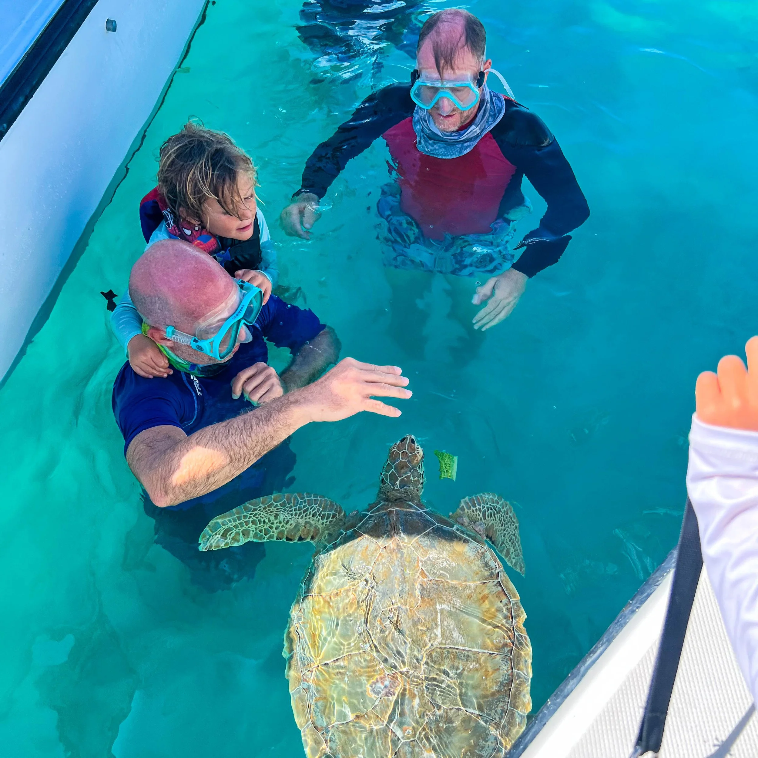 People in a pool interacting with a sea turtle, with some wearing goggles and life vests.