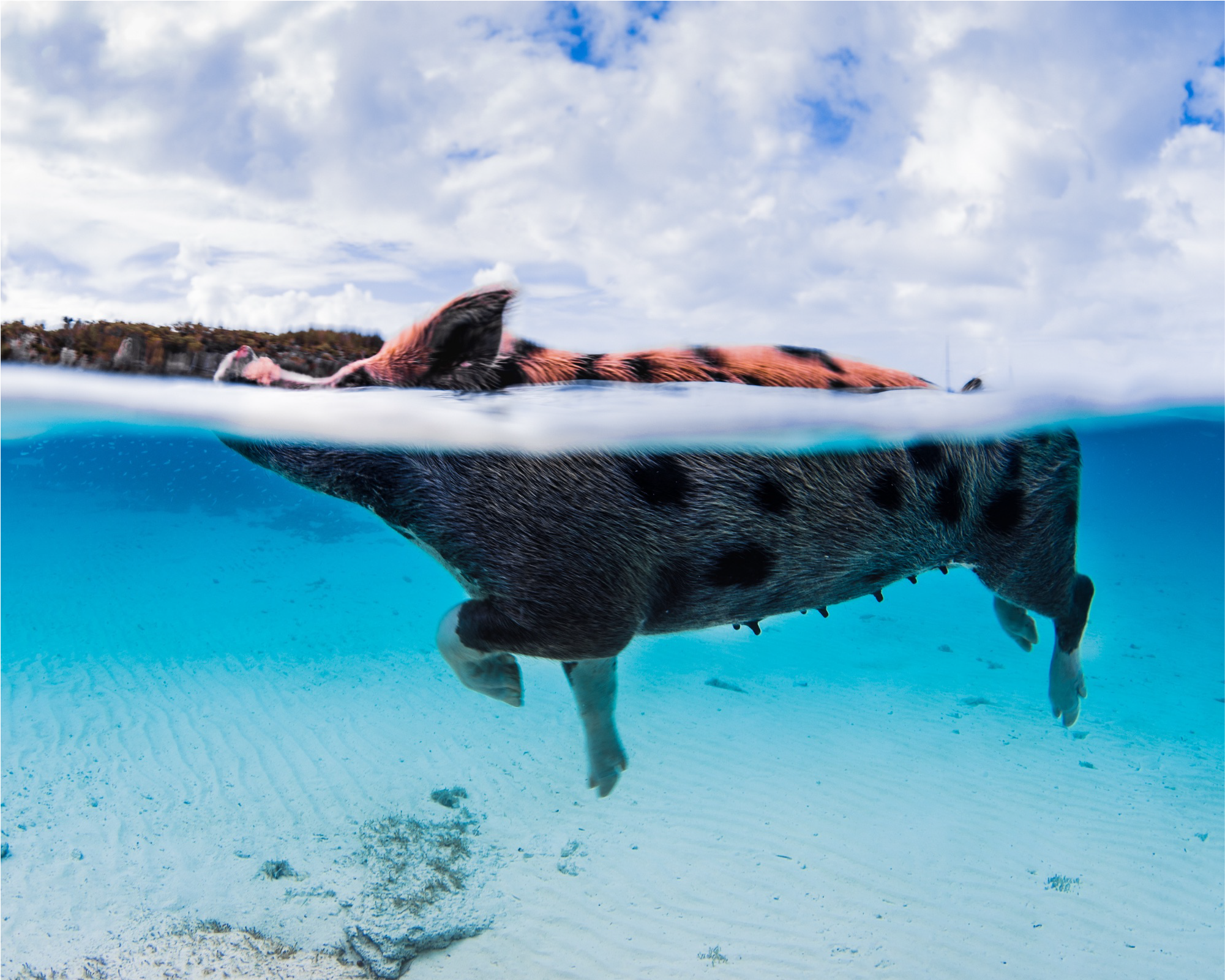 A pig swimming in clear blue water with a partly cloudy sky in the background.