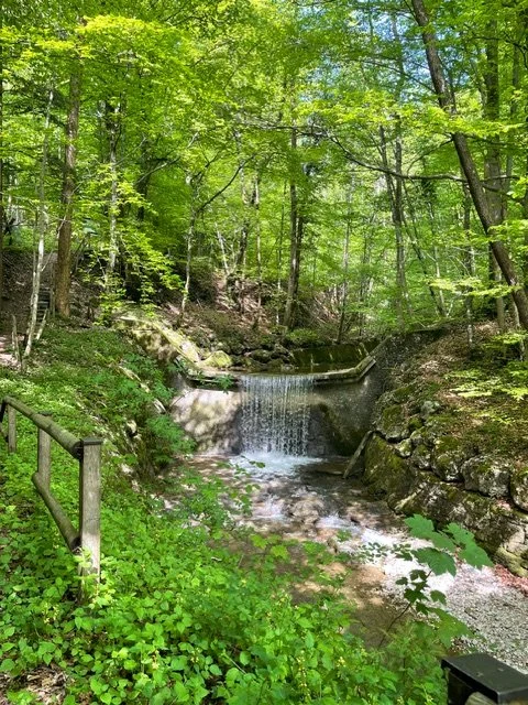 Nature as Your True North: The Healing Qualities of Ecopsychology