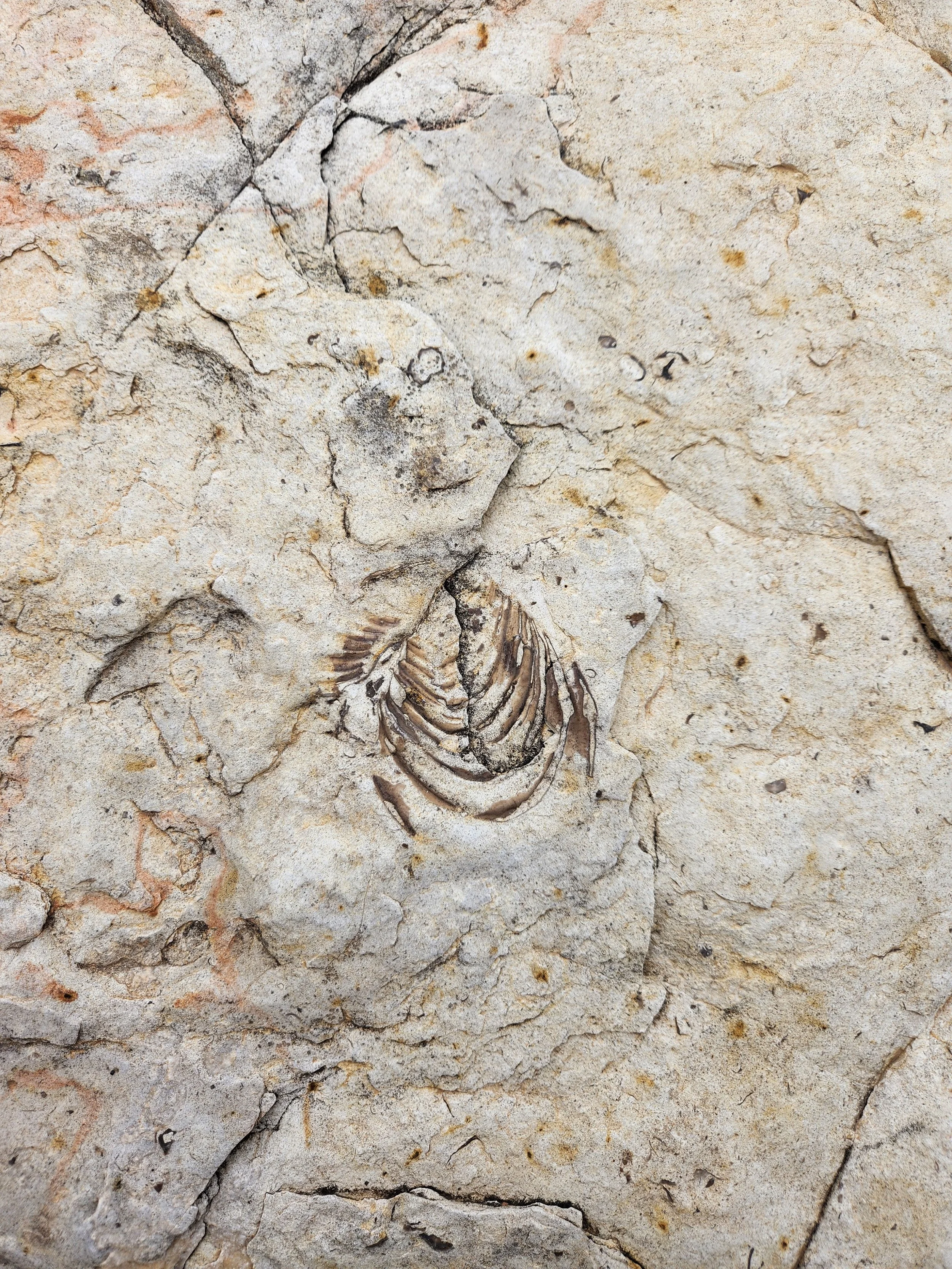 Fossilized remains of a marine creature embedded in cracked light-colored rock.