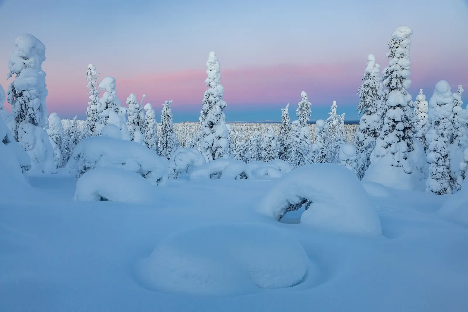 Snow-covered trees and landscape during sunset in a winter scene.