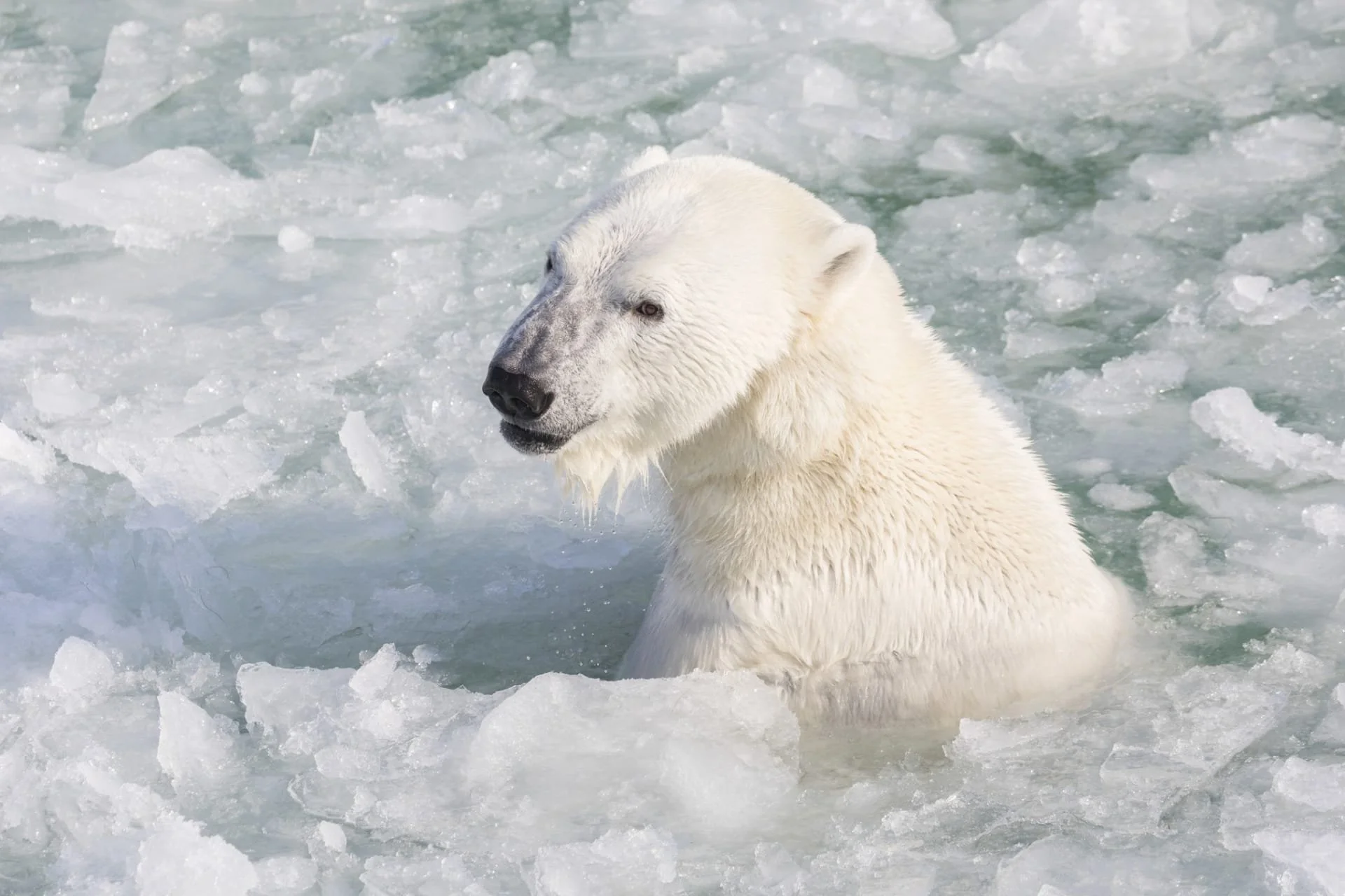 A polar bear sitting in icy water with floating chunks of ice around it.