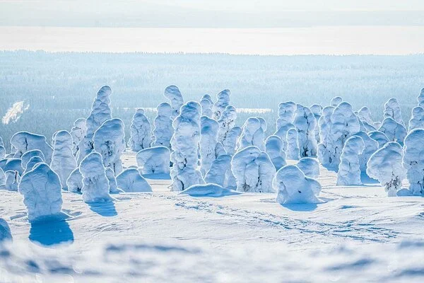 Snow-covered trees in a winter landscape with a body of water in the background.