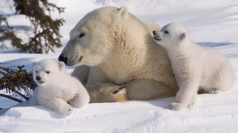 A polar bear with two cubs lying in the snow with snow-covered ground and trees in the background.