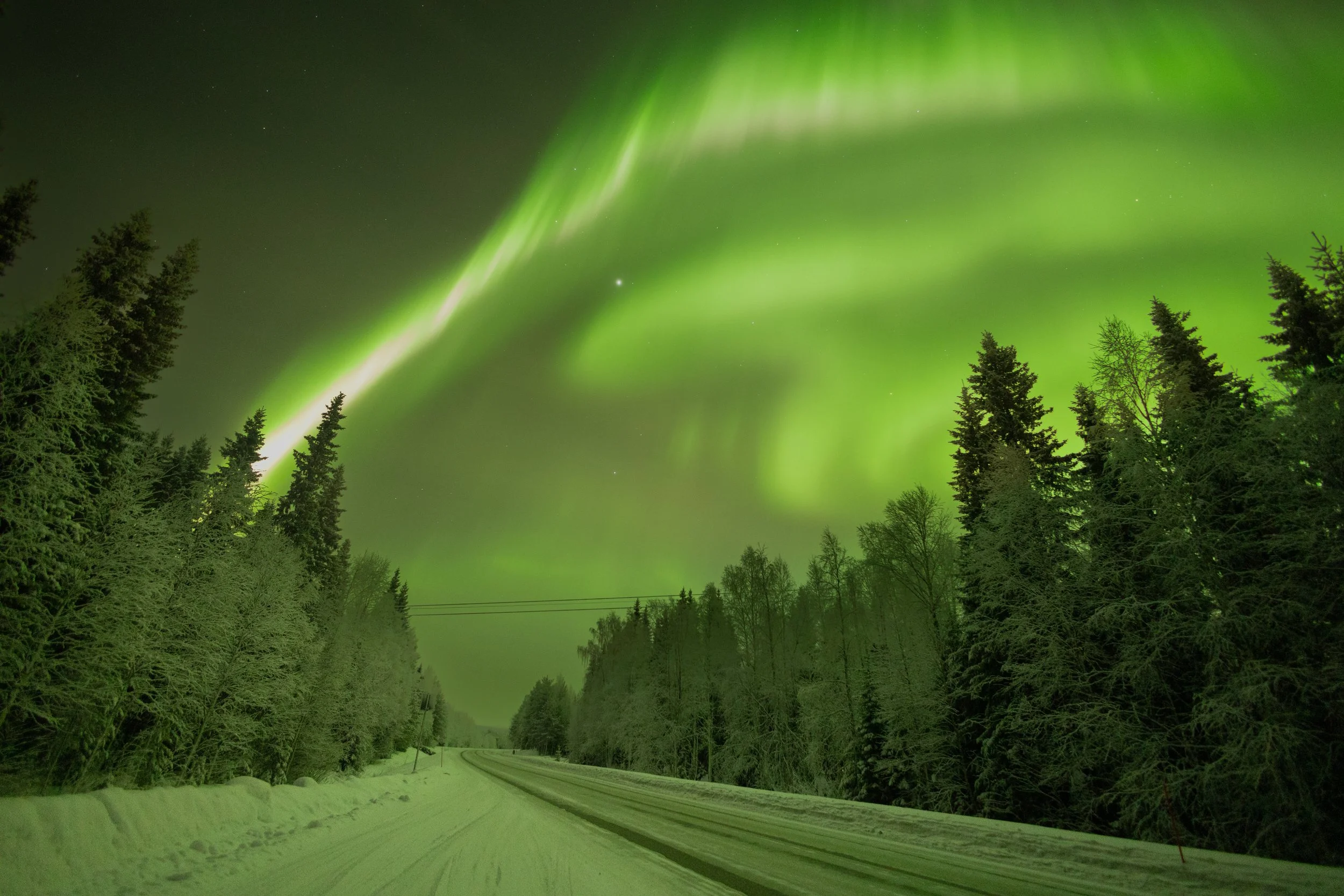 Northern lights illuminating a snowy road surrounded by dense pine trees at night.