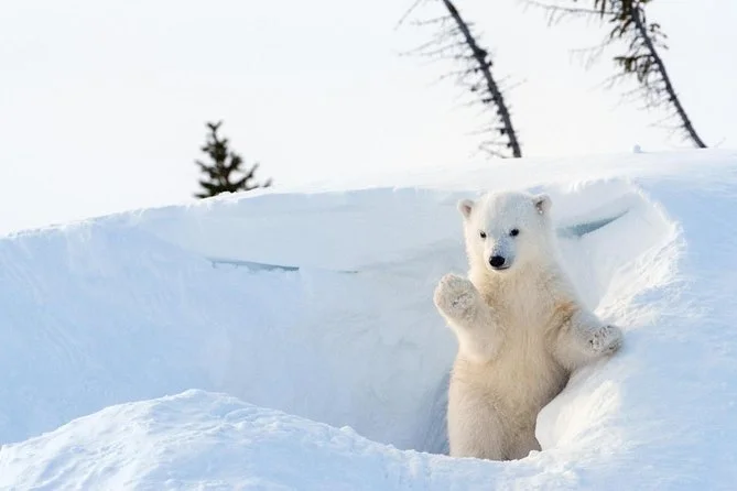 A young polar bear standing on snow next to a small snow cave, with trees in the background.