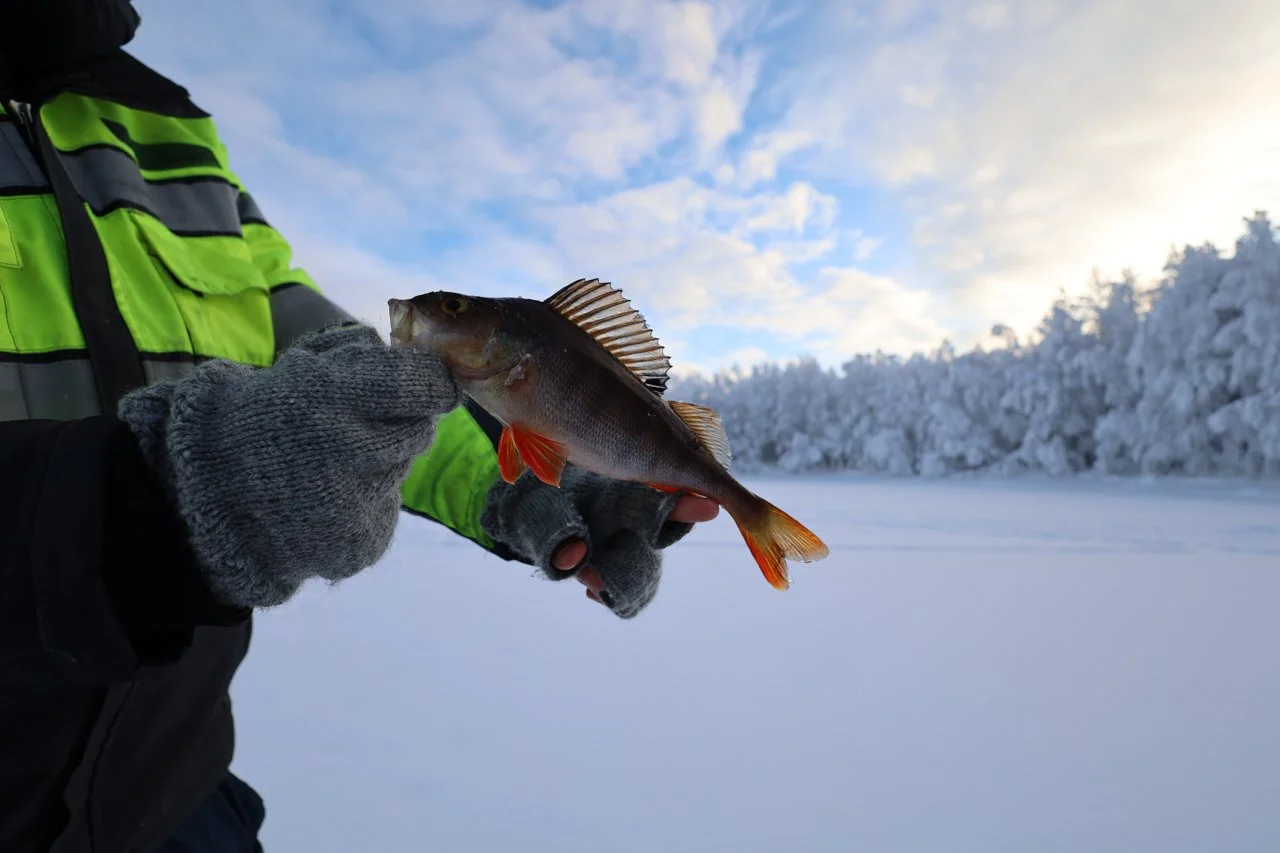 Person in winter gear holding a fish with a snowy landscape and trees in the background.