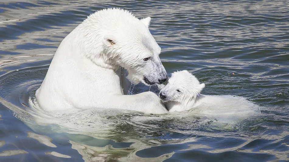 A polar bear and cub swimming in the water, with the mother holding the cub gently.