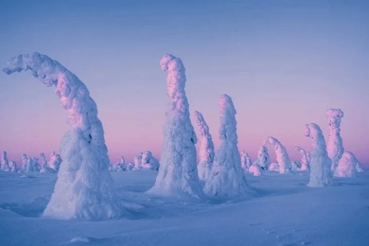 Snow-covered trees reaching upward in a winter landscape, with a pastel sky in the background.